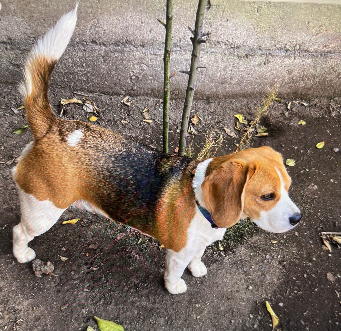 Customer photo review of PetFamily Foods Grain Free