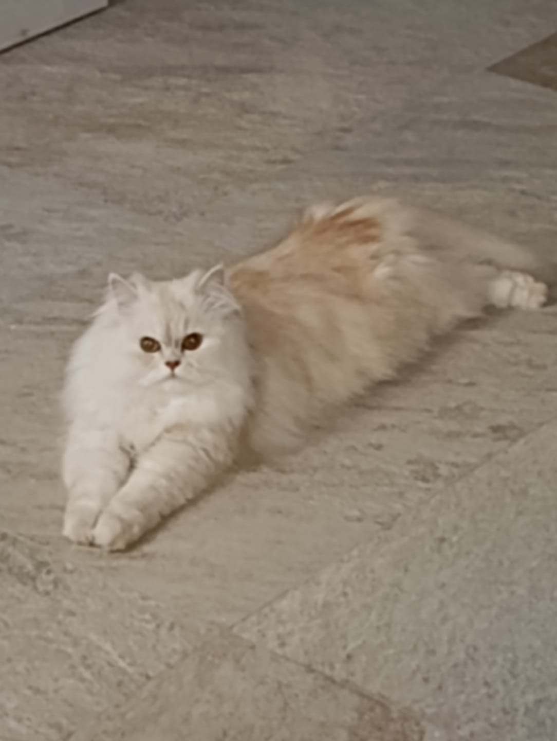 Customer photo review of ADTAB GATTI 2-8kg (3cpr) - Libera il Tuo Gatto da Pulci e Zecche