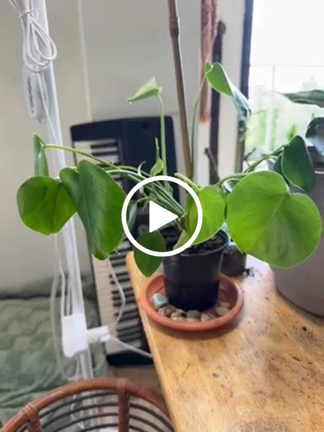 Customer video review of Monstera Deliciousa Live Indoor Plant, Easy Care Low Light Houseplant, Air Purifier Monstera Gift Plant Mother's Day Pet Friendly Plant