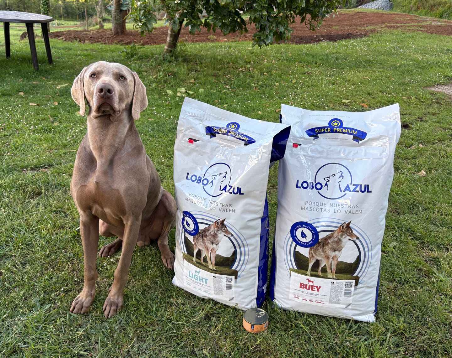 Customer photo review of Buey
