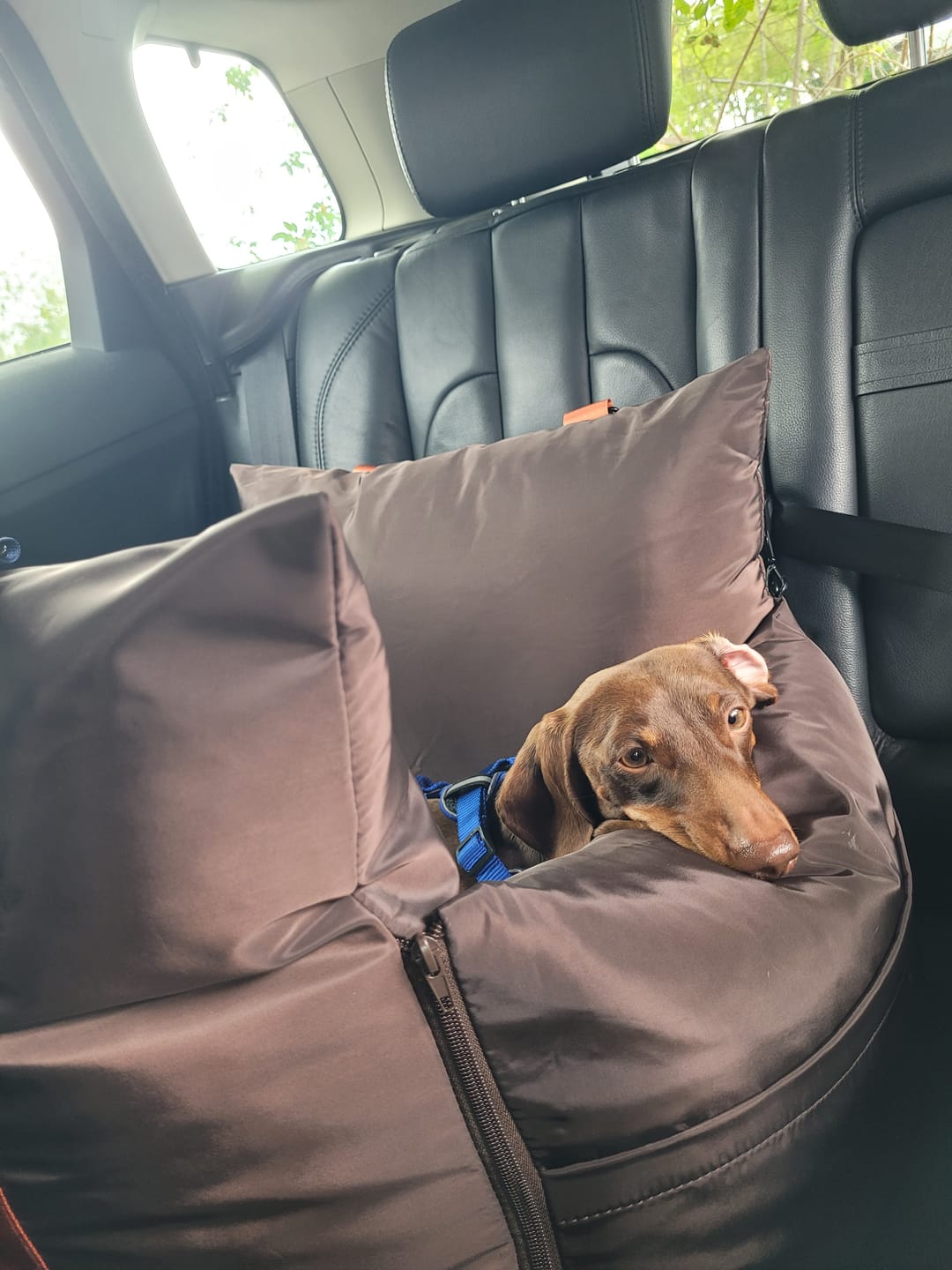 Customer photo review of Travel Dog Pod - Now With IsoFix