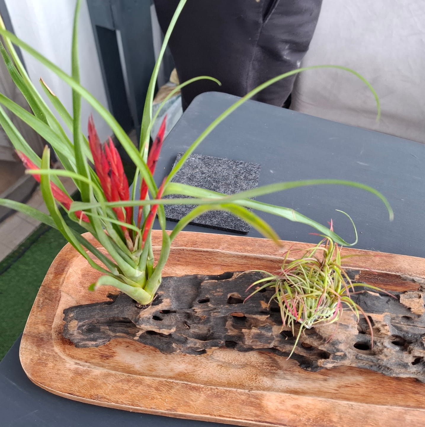 Customer photo review of Tillandsia Ionantha 'fuego' - Pulk