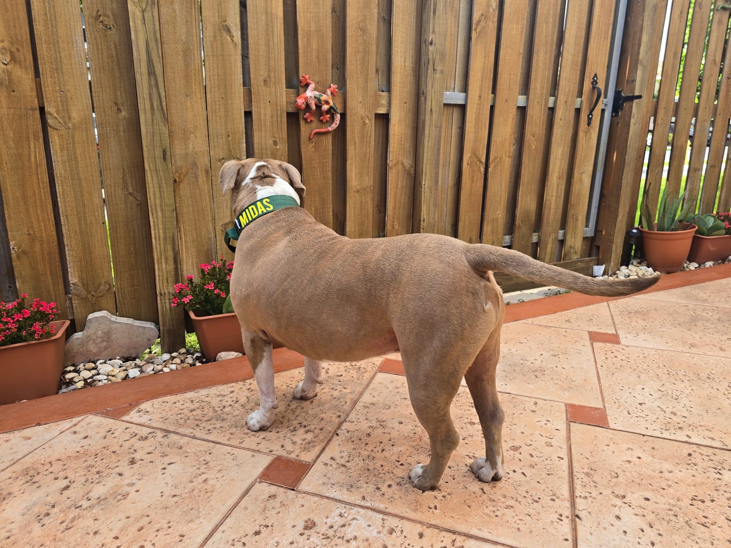 Customer photo review of Green Bully Proof Collar