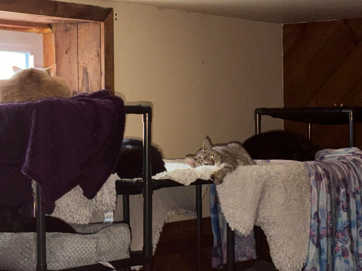 Customer photo review of Durable Cat Tower - Vista