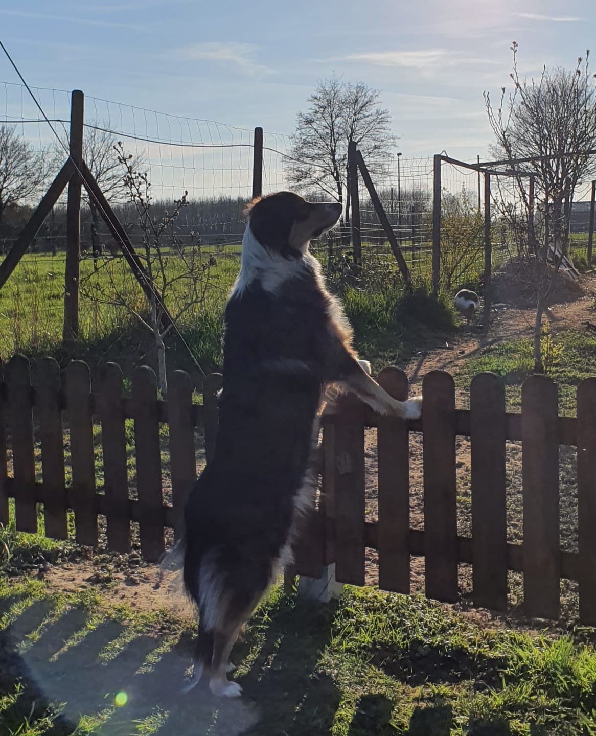 Customer photo review of Wurmtest Pro Hund