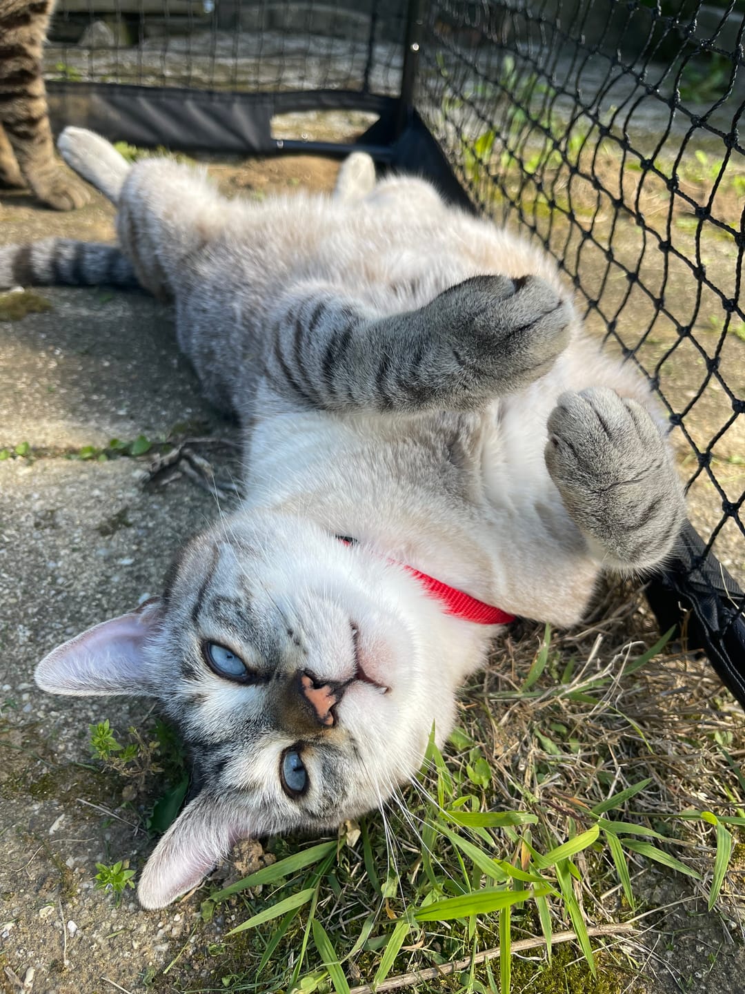 Customer photo review of Cat Enclosure | Large