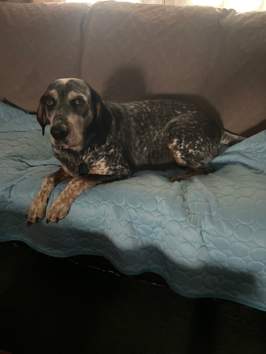 Customer photo review of Protect Your Dog From Overheating And Dangerous Heat Stress With IcyNap