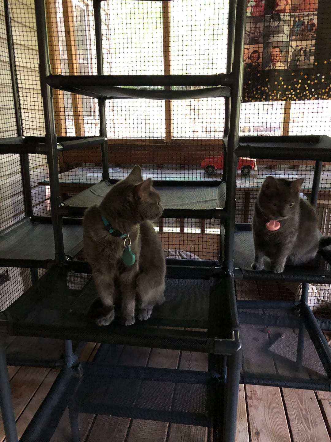 Customer photo review of Durable Cat Tower | Peak