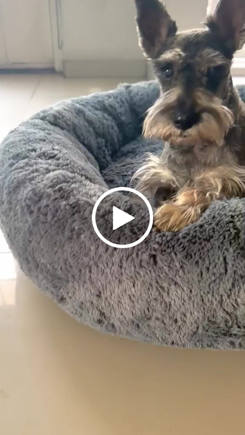 Customer video review of Funda Lino para Cama Antiestrés para Perros