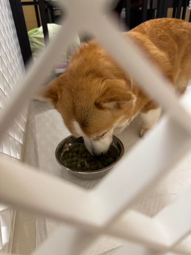 顧客對ProClean™狗狗天然潔牙護齒配方的照片評價