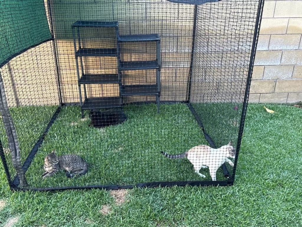 Customer photo review of Cat Enclosure | Large