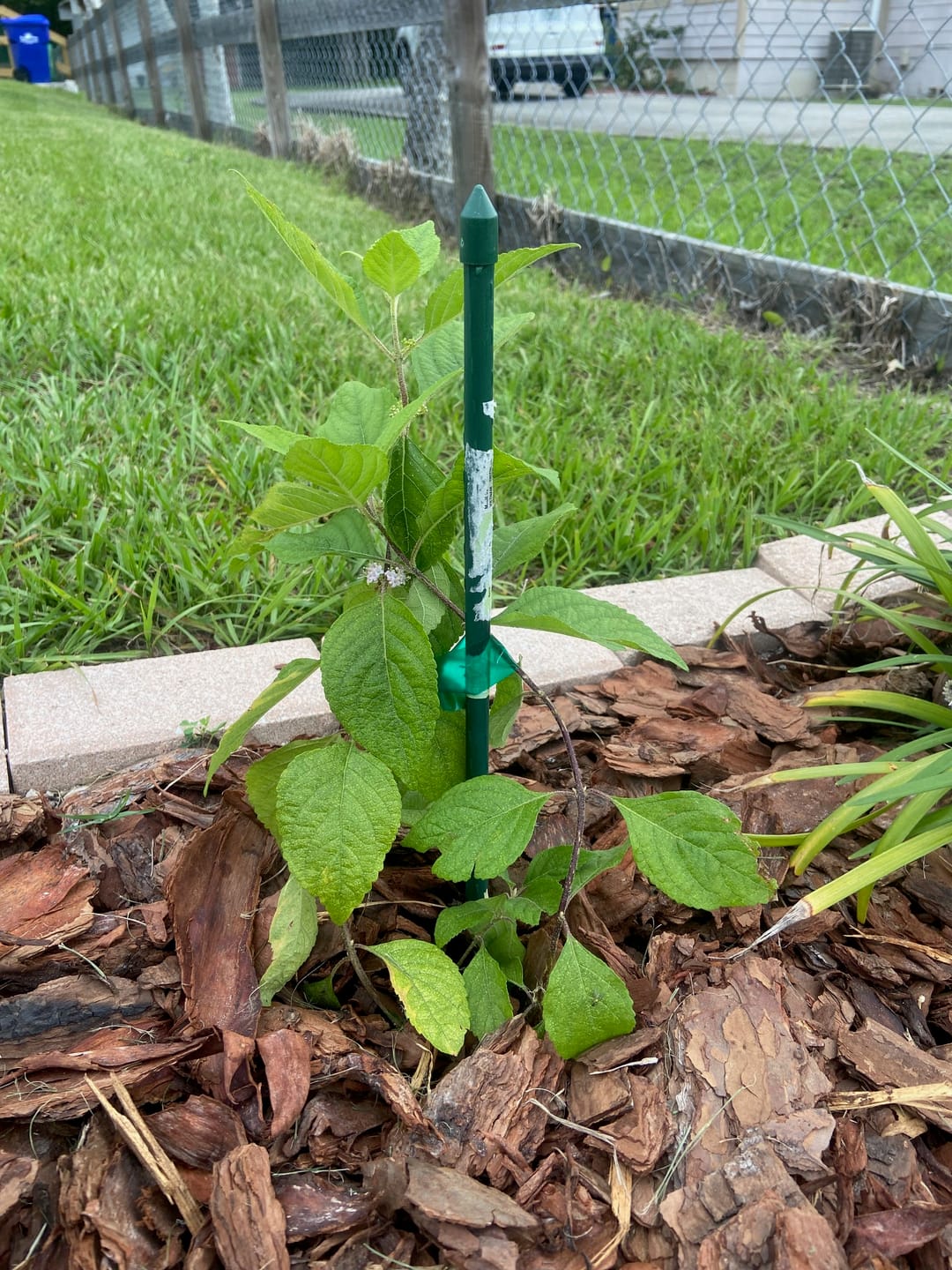 Customer photo review of American Beautyberry