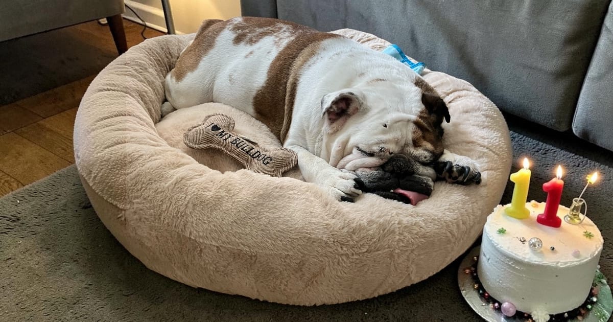 Customer photo review of Pet Perfect Orthopedische Donutmand