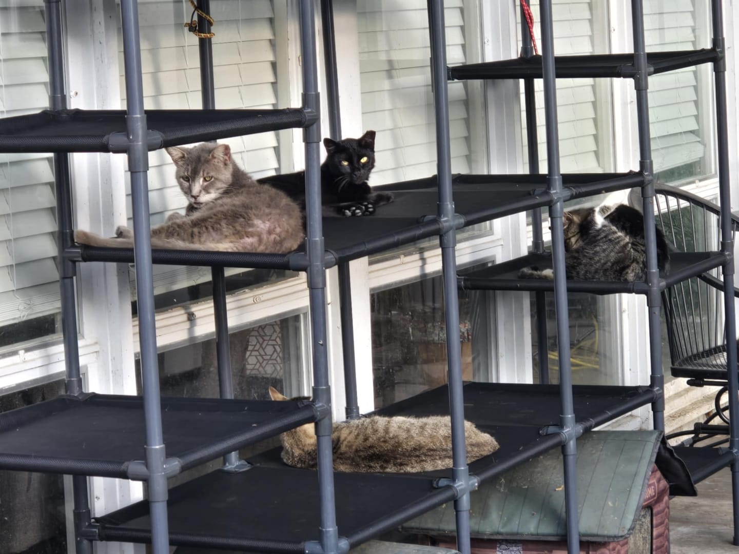Customer photo review of Durable Cat Tower - Vista