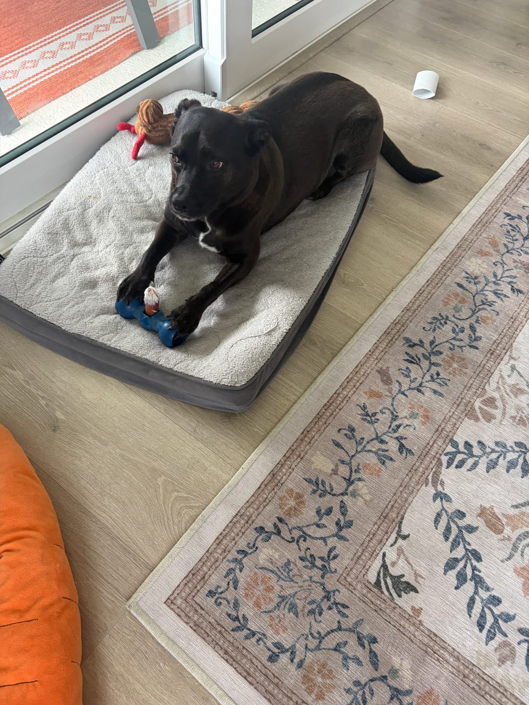 Customer photo review of 6 Inch Standard 31 Pack - Bully Sticks