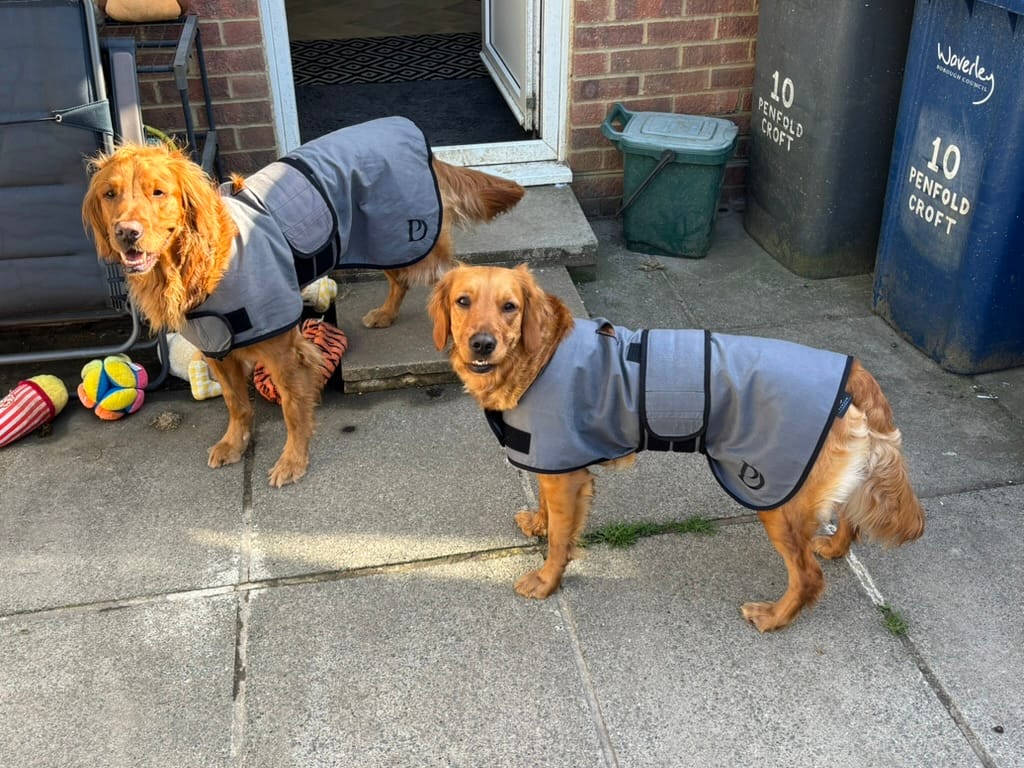 Customer photo review of Luxury Dog Cooling Coat