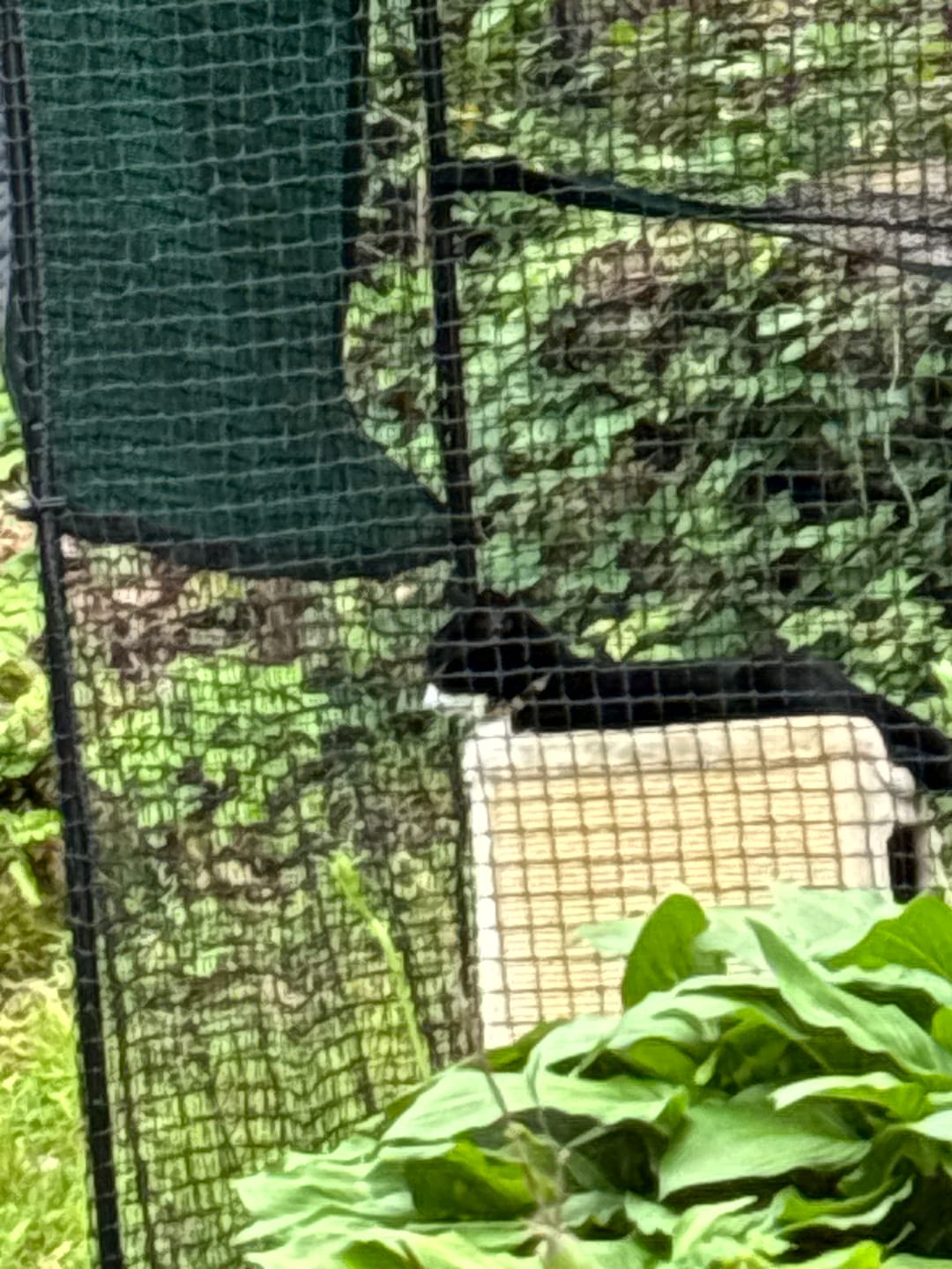 Customer photo review of Cat Enclosure | Large