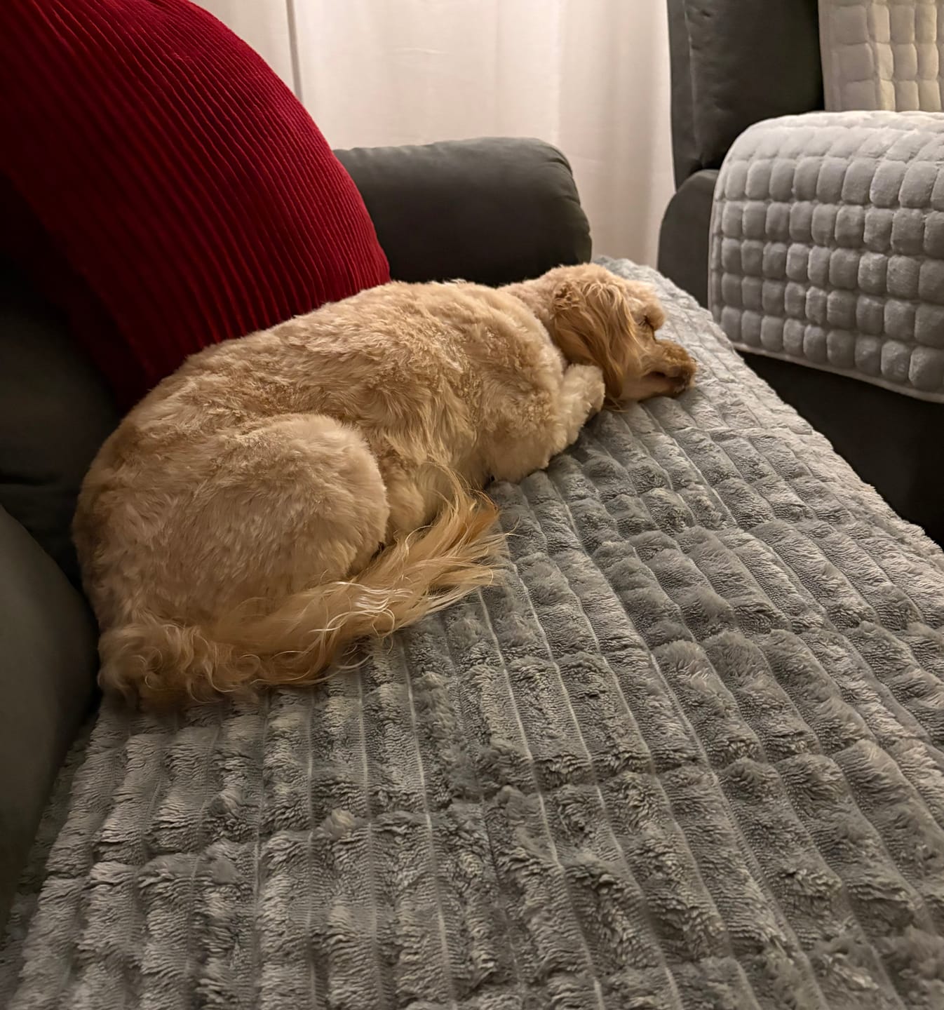 Customer photo review of CouchCloud - Couch Covers