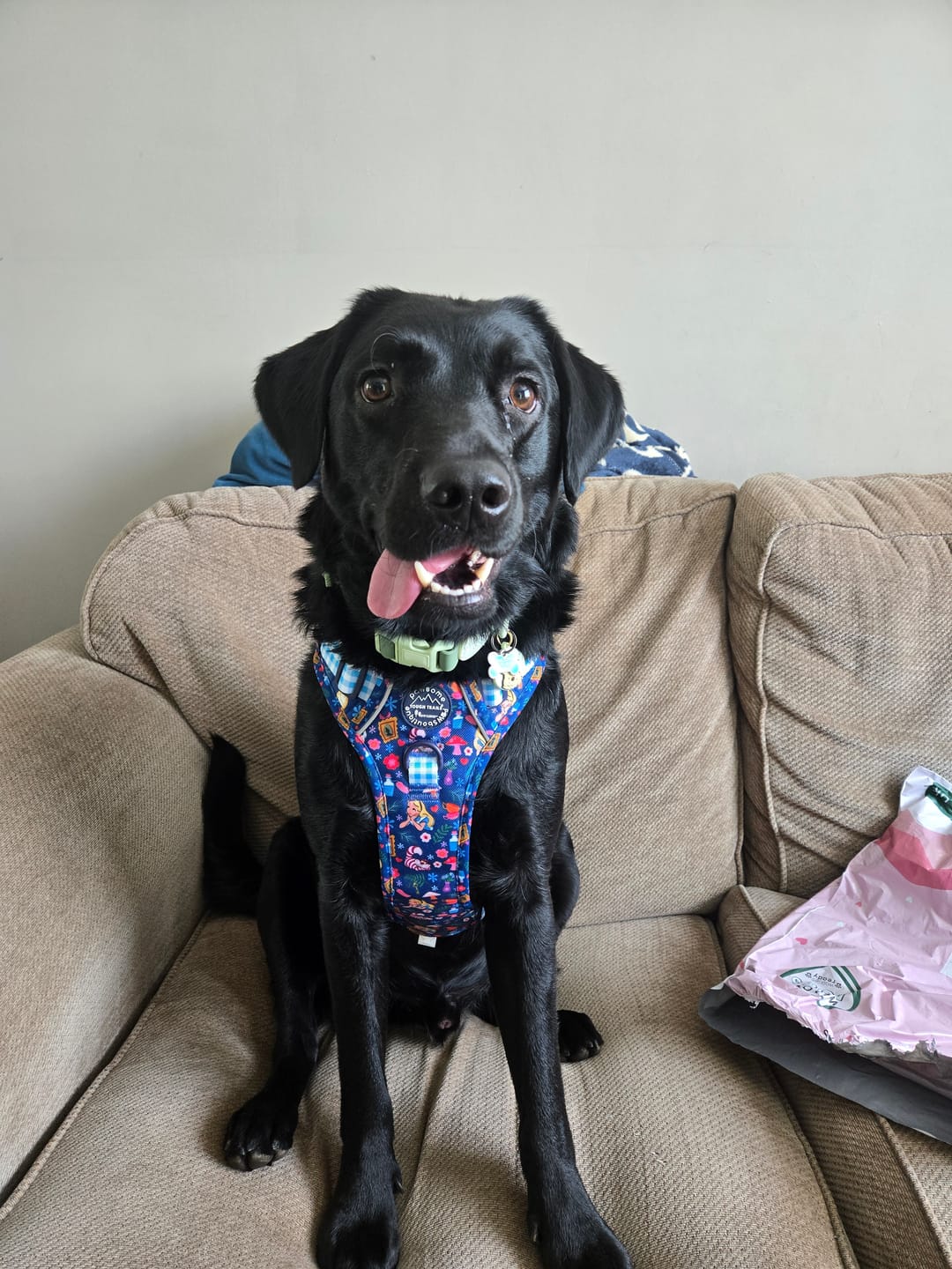 Customer photo review of Disney© Tough Trails™ Harness - Alice In Wonderland