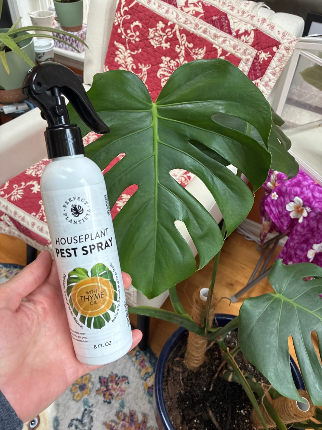 Customer photo review of Houseplant Pest Spray