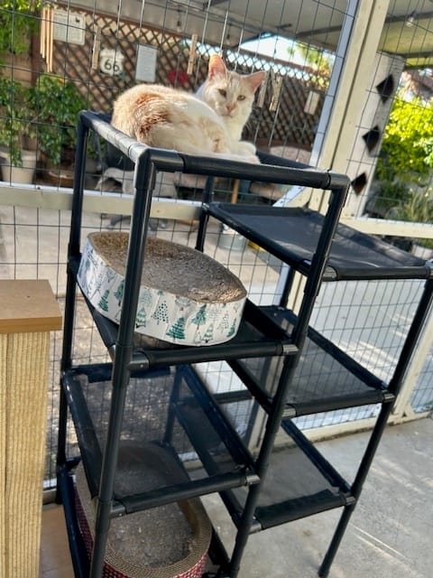 Customer photo review of Durable Cat Tower - Haven