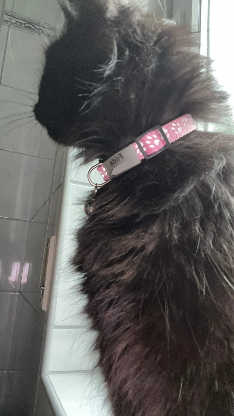 Customer photo review of Katzenhalsband mit Name und Telefonnummer graviert