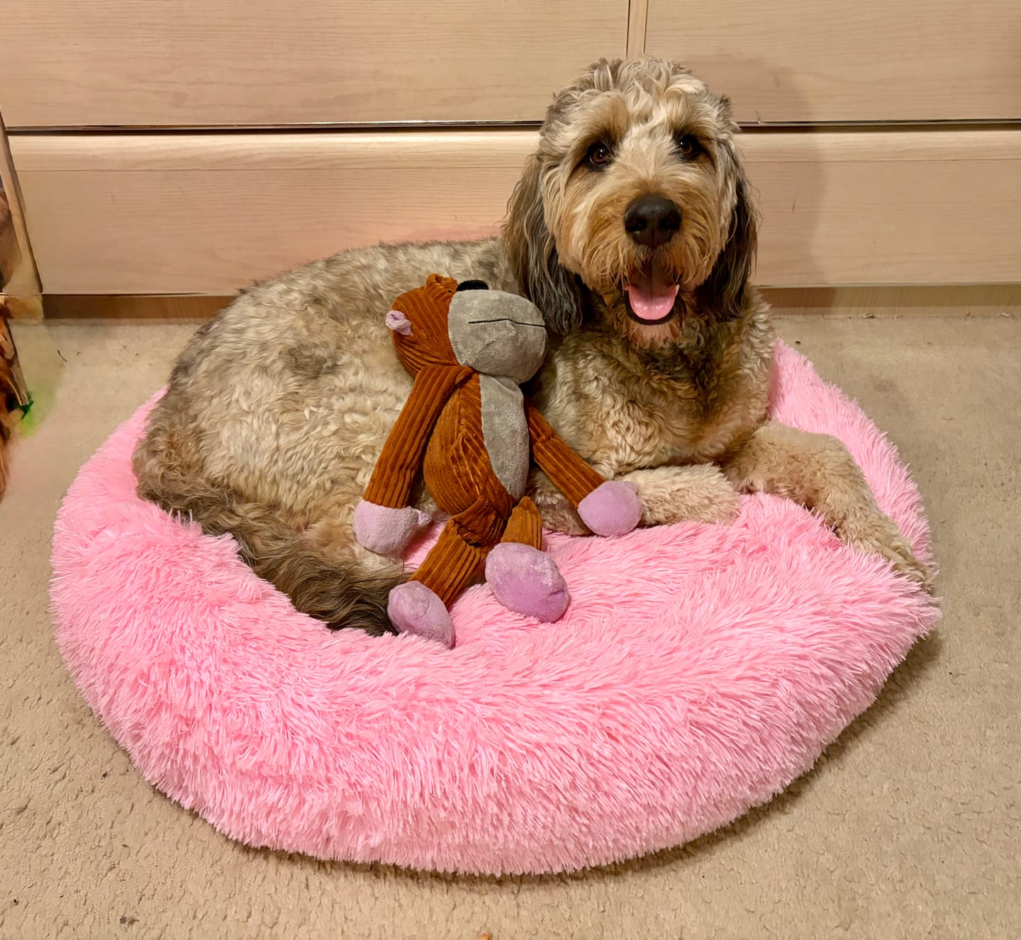Customer photo review of The Original Fluffy Bean® Pet Bed