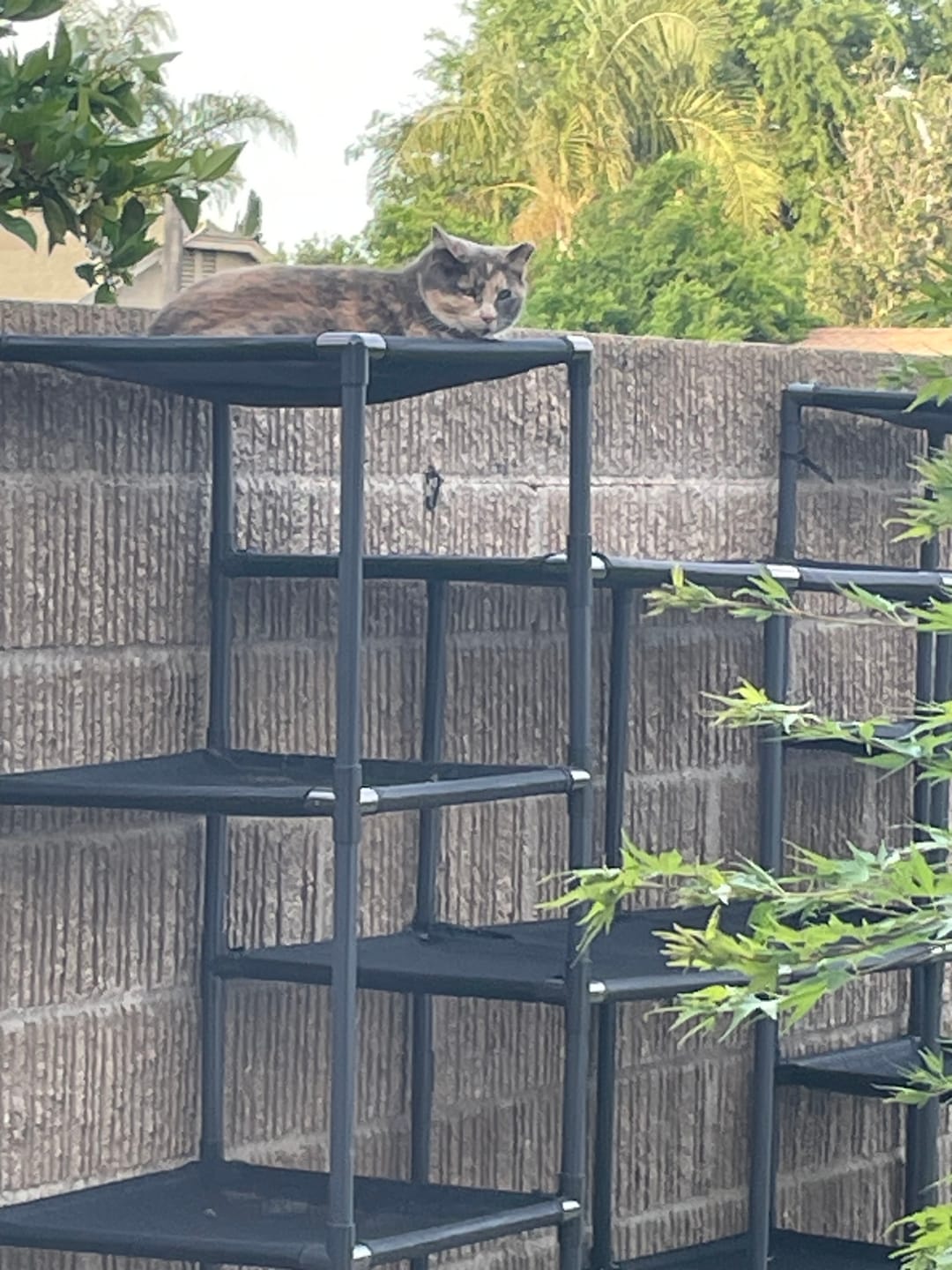 Customer photo review of Durable Cat Tower - Vista