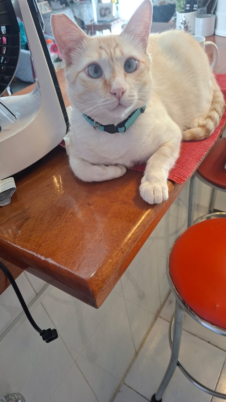 Customer photo review of Collar personalizado: Liso