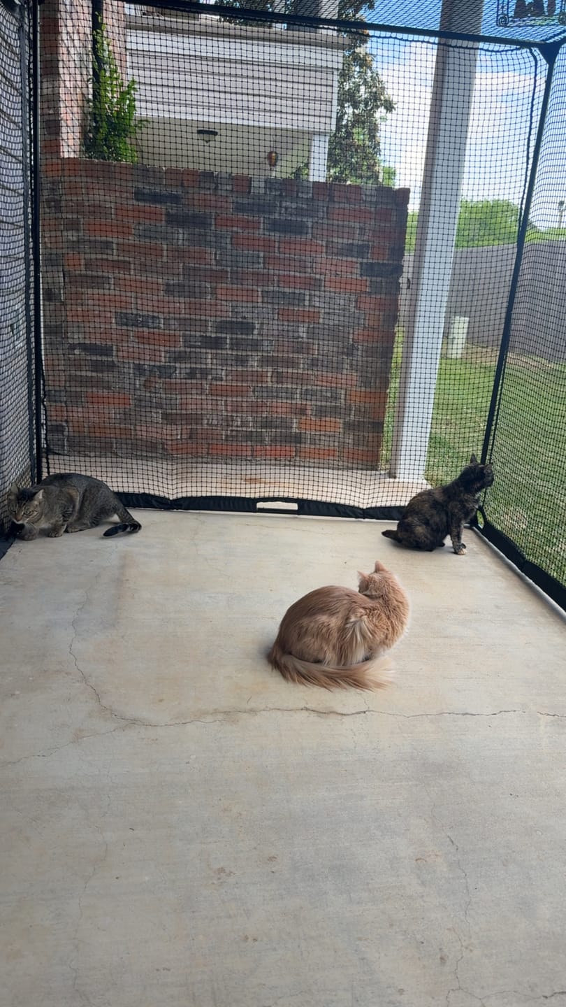 Customer photo review of Cat Enclosure | XL