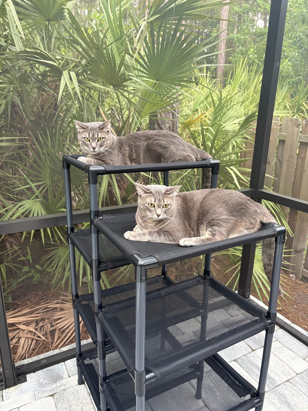 Customer photo review of Durable Cat Tower - Haven