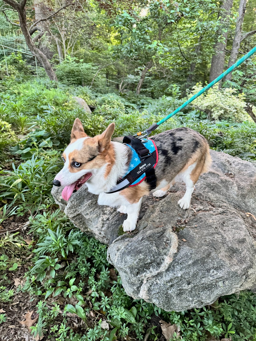 Customer photo review of Dogshood ™