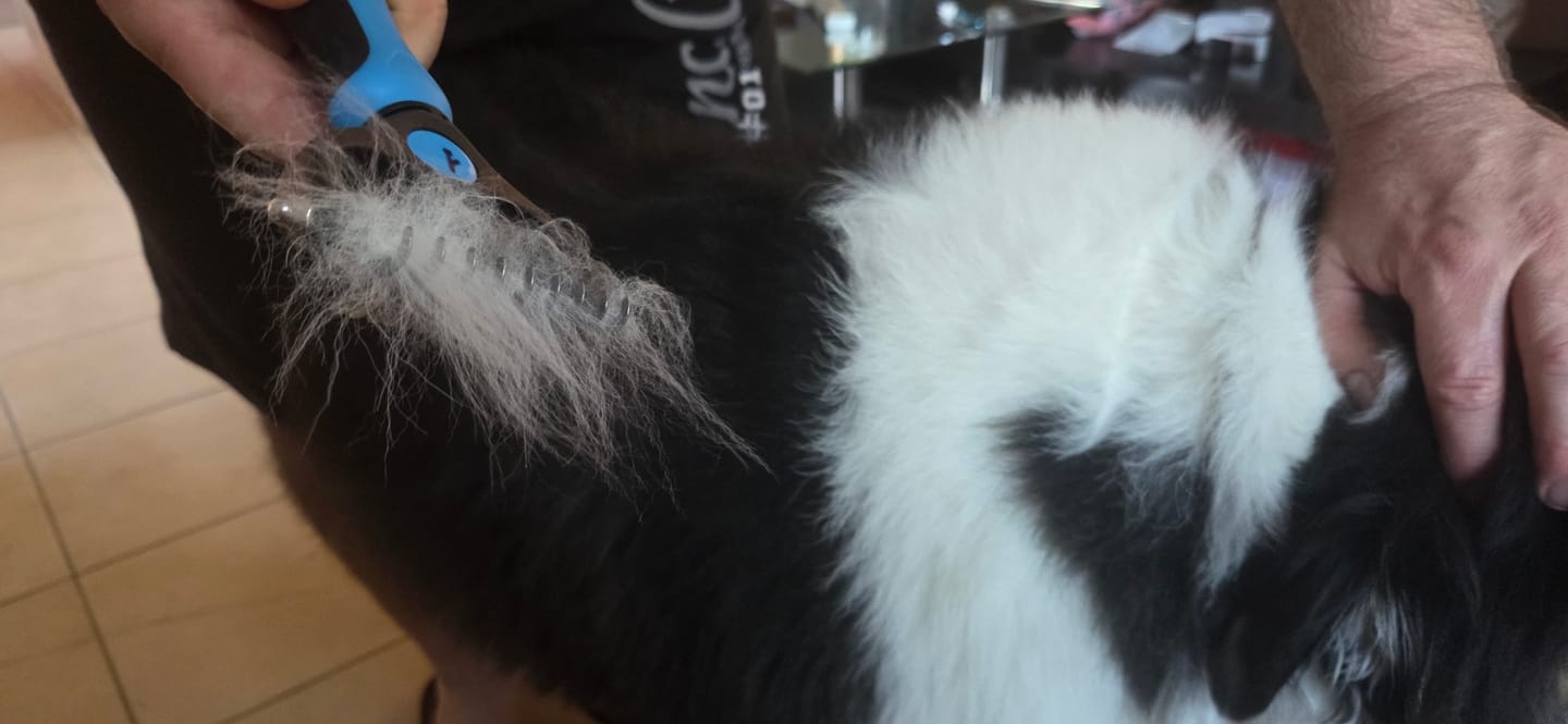 Customer photo review of Brosse étrille pour chien – Démêle et enlève les nœuds
