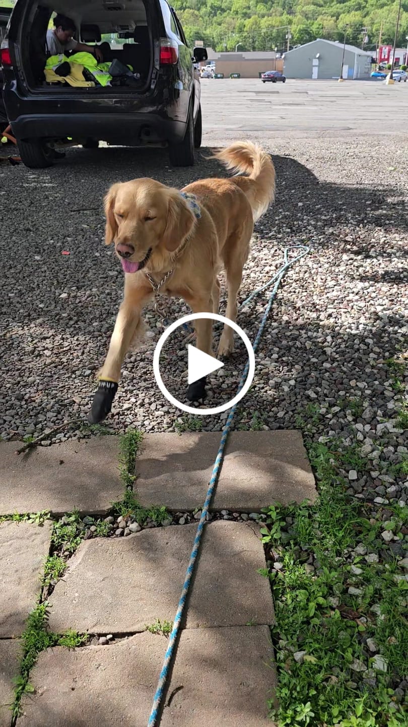 Customer video review of AIR PUP SPRINTERS - SET OF 4