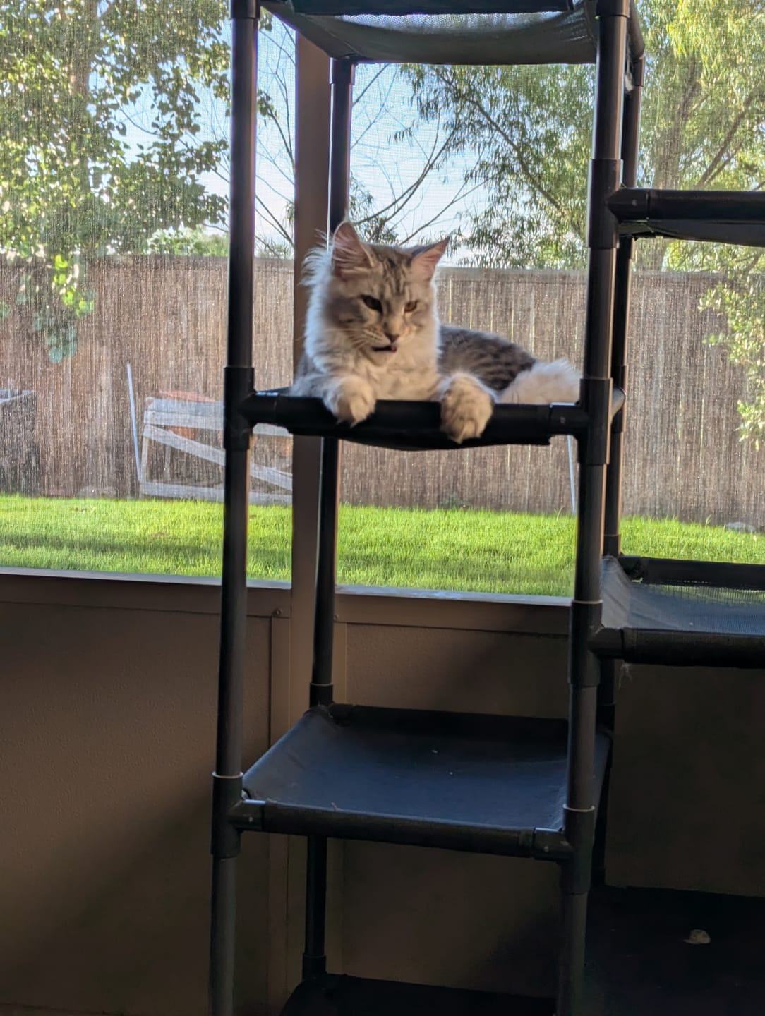 Customer photo review of Durable Cat Tower - Haven