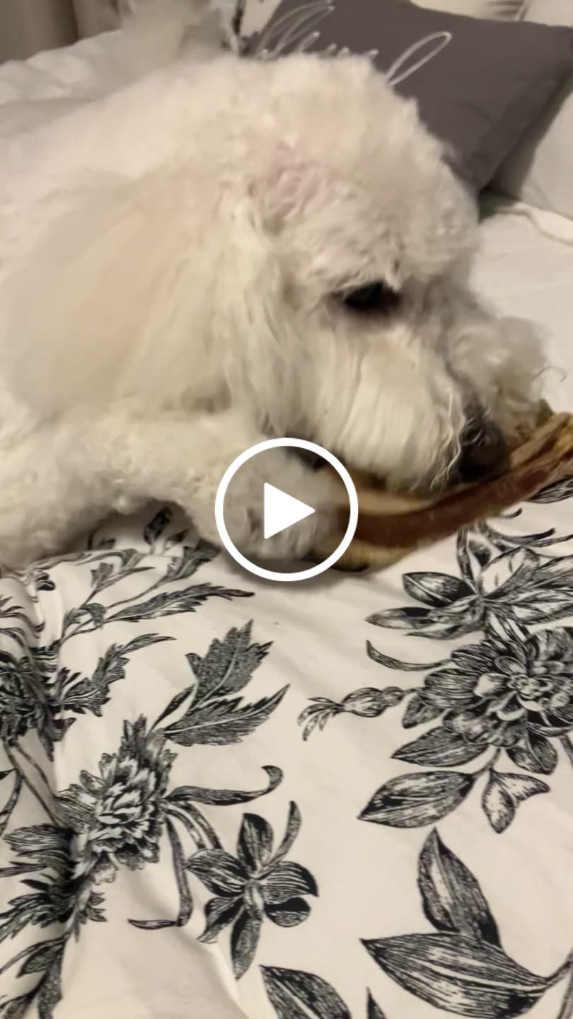 Customer video review of Ostrich Rib Chew (8" x 3.5"): The Long-Lasting, Flavorful Chew for Small and Medium Dogs - 2 Pieces
