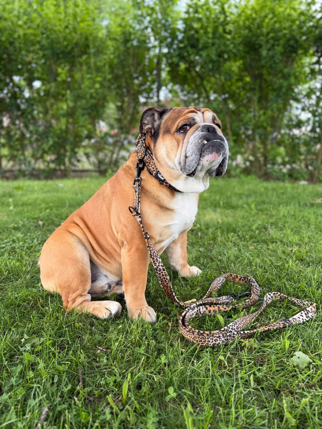 Customer photo review of Multileash Leopard - Multifunktionellt koppel
