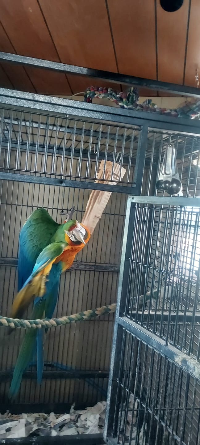 Customer photo review of Big Chippy - The Ultimate Toy For Big Birds
