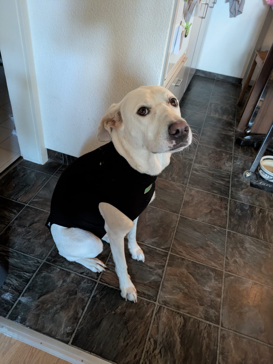 Customer photo review of POST-OP-BODY – Schutzanzug nach OP (Hund & Katze)