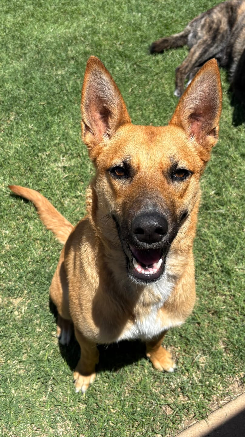 Customer photo review of Pet Tinctures 300/600/1200Mg Natural/Salmon Flavor 30ml