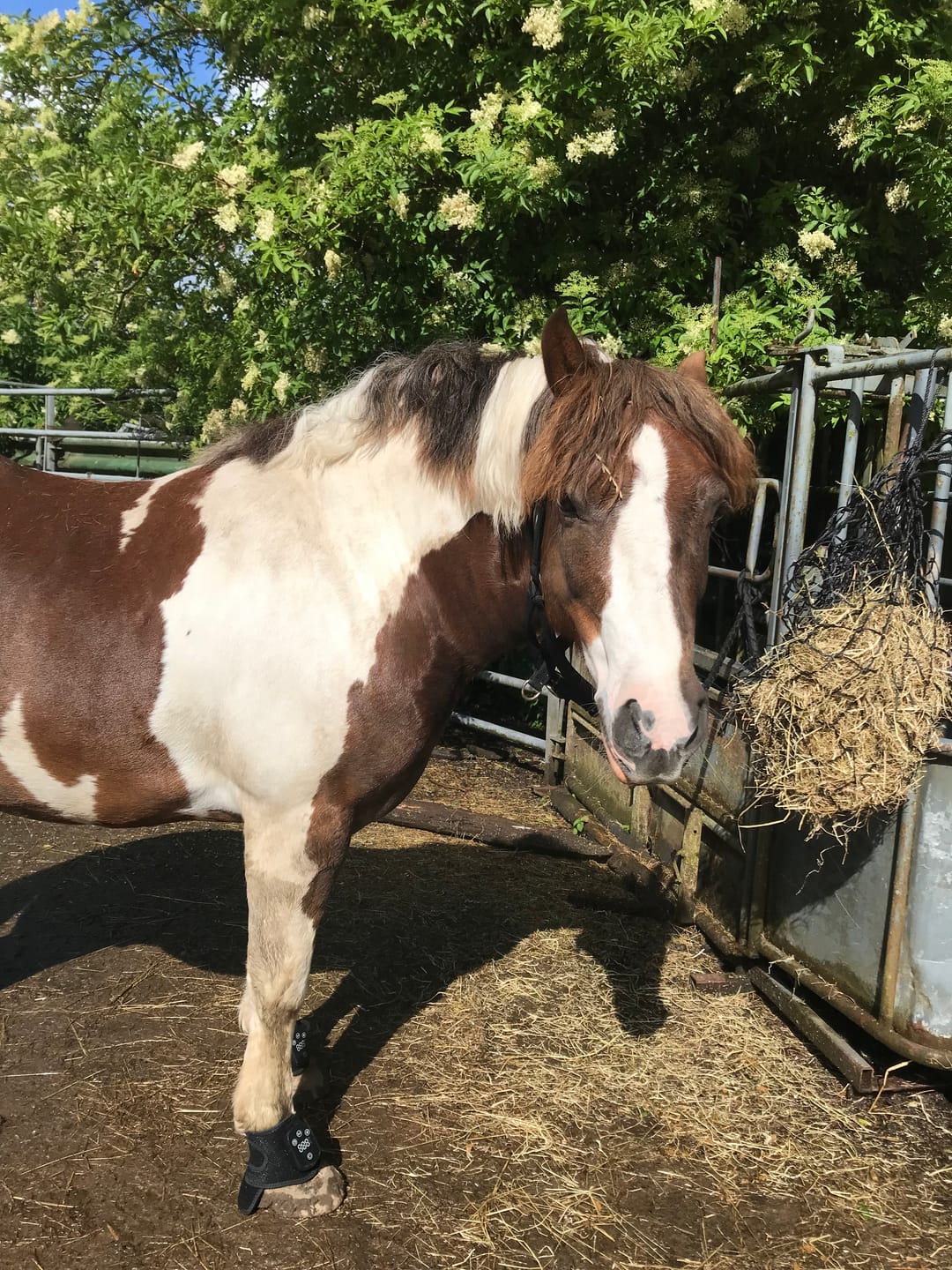 Customer photo review of HorseHalo™ HaloLegs Mini