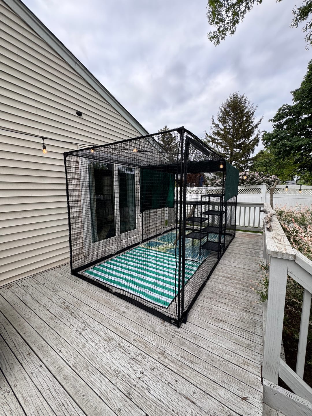 Customer photo review of Cat Enclosure | XL
