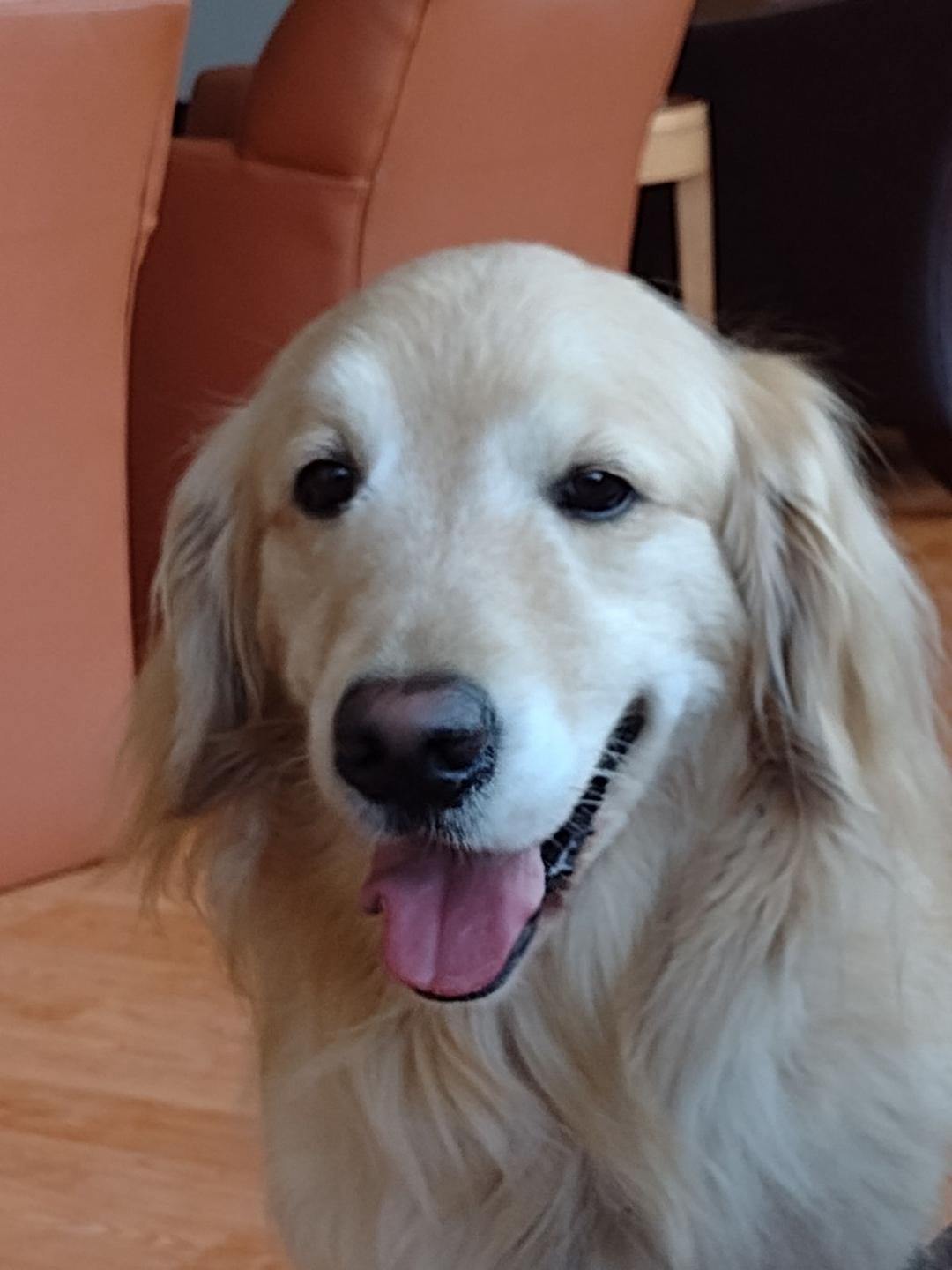 Customer photo review of ULTRA Pet Grooming Vacuum Kit