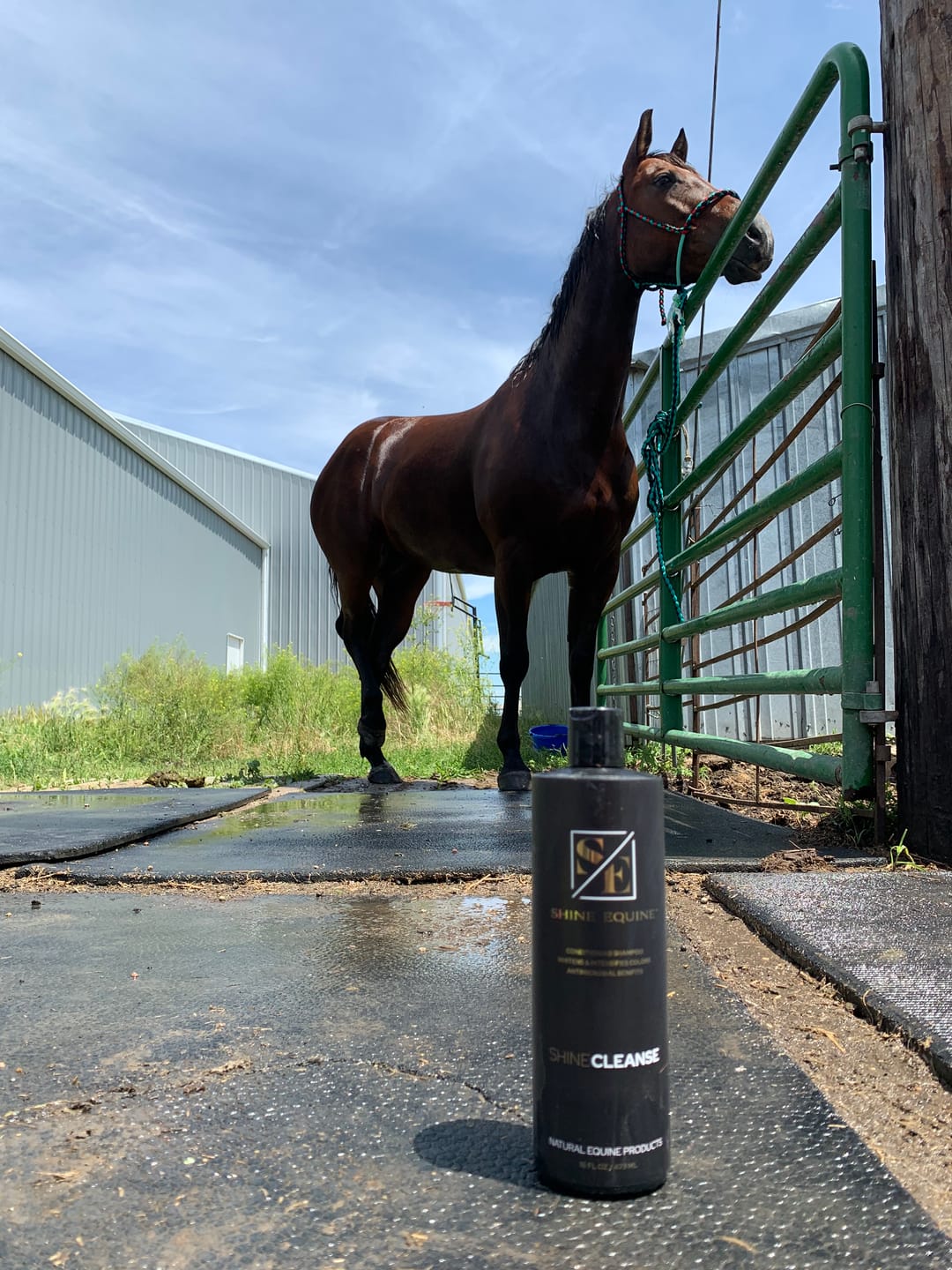 Customer photo review of Shine Cleanse