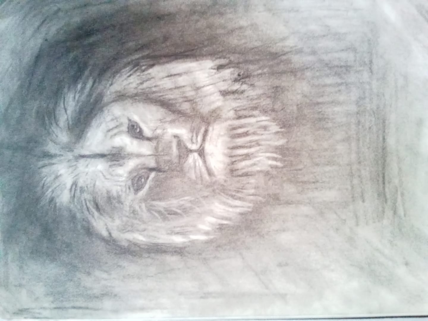 Customer photo review of Sketch Class (Lion)