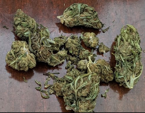 Reviewer's Green Crack sativa buds scattered on a table, showing a loose trim and mixed sizes.