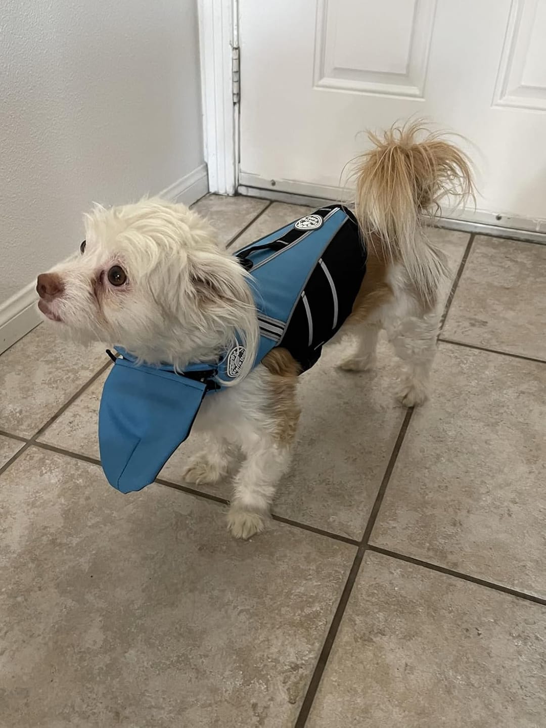 Customer photo review of FloatPaw™ Life Jacket