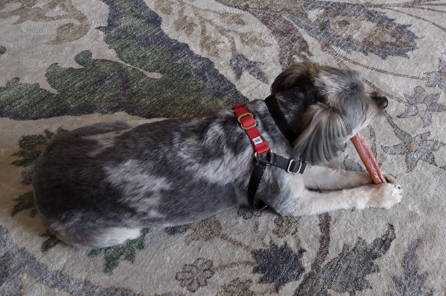 Customer photo review of Bully Stick Safety Holder