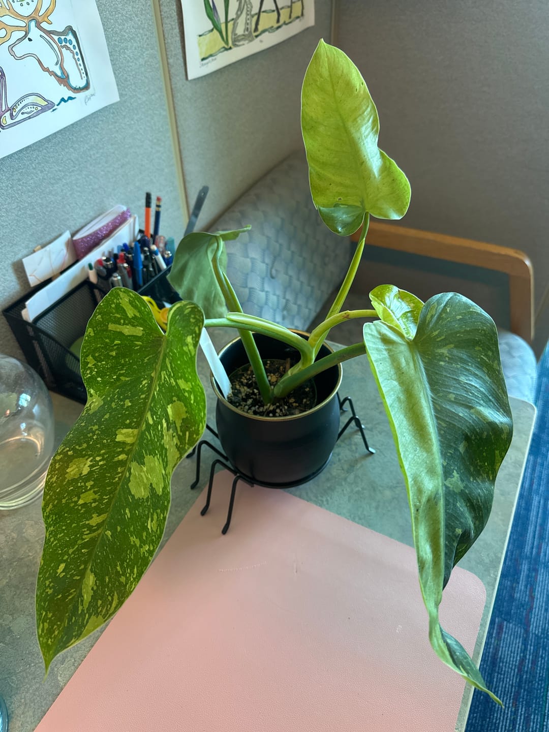 Customer photo review of Philodendron 'Jose Buono'