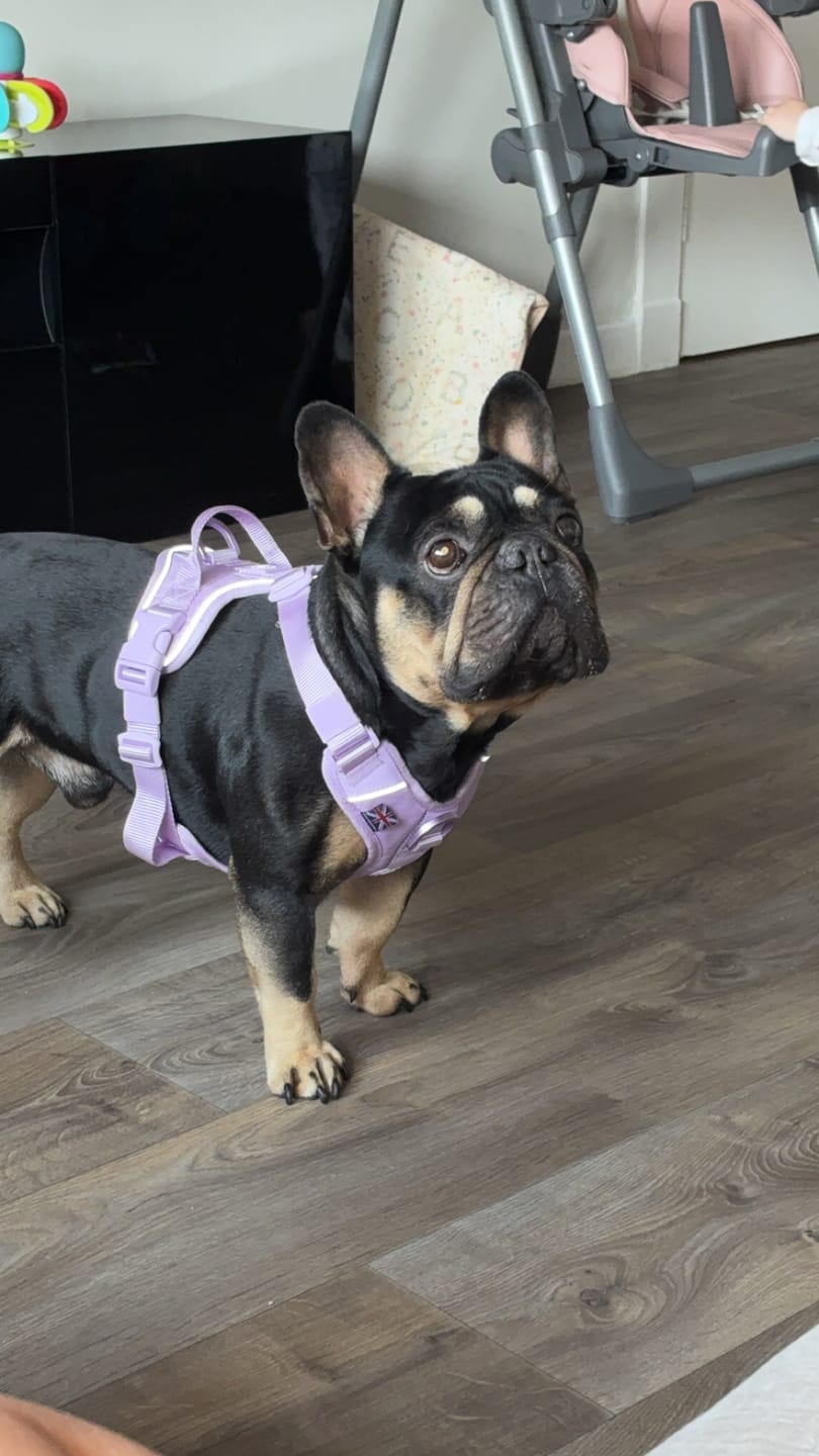 Customer photo review of Anti Pull Hurricane Harness Lighter | With Handle - Lavender X Ube